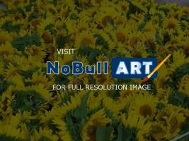 Favorite Flowers - Sunflowers Of Joy - Photography