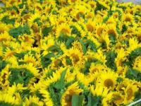 Sunflowers Of Joy - Photography Photography - By Teachme Todanceagain, Nature Photography Artist