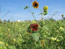 Favorite Flowers - Some Flowers Stand Out In A Crowd - Photography