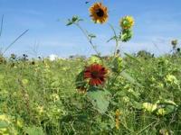 Some Flowers Stand Out In A Crowd - Photography Photography - By Teachme Todanceagain, Nature Photography Artist