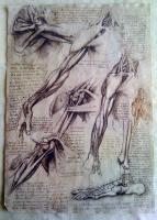 Leonardo Da Vinci - Leonardo Da Vinci Arms - Sculpture On Paper