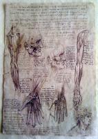 Leonardo Da Vinci - Leonardo Da Vinci - Hand - Sculpture On Paper