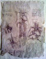 Leonardo Da Vinci - Leonardo Da Vinci - Internal Organs 2 - Sculpture On Paper