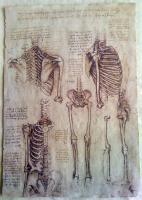 Leonardo Da Vinci - Leonardo Da Vinci - Skeleton - Sculpture On Paper