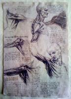 Leonardo Da Vinci - Leonardo Da Vinci - Tendons - Sculpture On Paper