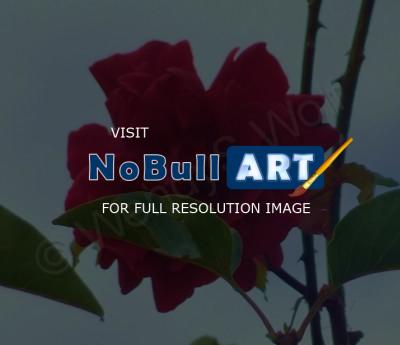 Natures Wonders - Rambling Rose - Digital Camera