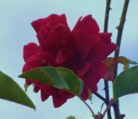 Rambling Rose - Digital Camera Photography - By Wendys Wolf, Digital Photography Artist