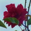 Rambling Rose - Digital Camera Photography - By Wendys Wolf, Digital Photography Artist