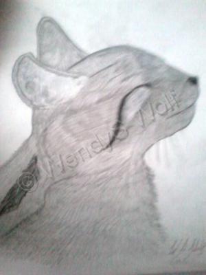 Animals - Catnap - Graphite