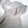 Catnap - Graphite Drawings - By Wendys Wolf, Impressionist Drawing Artist