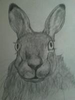 March Hare - Graphite Drawings - By Wendys Wolf, Impressionist Drawing Artist