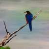 King Fisher - Colors Paintings - By Louis Loo, Realism Impressionism Painting Artist