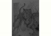 Pencil Tiger - Pencil Drawings - By Dustin Provost, Realism Drawing Artist