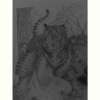 Pencil Tiger - Pencil Drawings - By Dustin Provost, Realism Drawing Artist