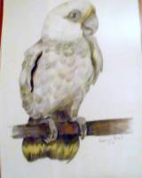 Sidney Goffin Cockatoo - Mixed Mixed Media - By Gregory Rumplik, Mix Mixed Media Artist