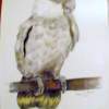 Sidney Goffin Cockatoo - Mixed Mixed Media - By Gregory Rumplik, Mix Mixed Media Artist