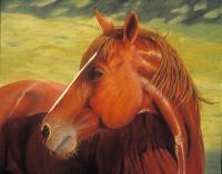 Equine - Slims Horse - Oil On Canvas
