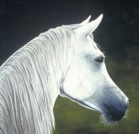 Equine - My Alibi - Oil On Canvas