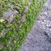 Midspringdday Moss - Camera Photography - By Brandon Purdy, Photography Photography Artist