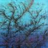 Black Coral - Oil Paintings - By Renata Kevi, Expressionism Painting Artist