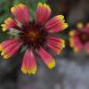 Reflection - Digital Photography - By Virginia Drago, Nature Photography Artist