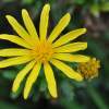 Delicate - Digital Photography - By Virginia Drago, Nature Photography Artist