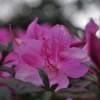 Rest - Digital Photography - By Virginia Drago, Nature Photography Artist