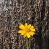 Sunshine - Digital Photography - By Virginia Drago, Nature Photography Artist