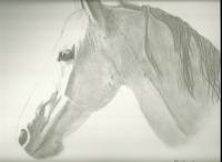 Misty - Pencil Drawings - By Sarah Ebner, Animals Drawing Artist