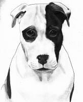 Dog - Pencil Drawings - By Sarah Ebner, Animals Drawing Artist