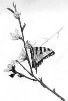 Butterfly - Pencil Drawings - By Sarah Ebner, Animals Drawing Artist