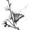 Butterfly - Pencil Drawings - By Sarah Ebner, Animals Drawing Artist