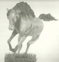 Arabian - Pencil Drawings - By Sarah Ebner, Animals Drawing Artist