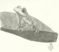 Jungle Frog - Pencil Drawings - By Sarah Ebner, Animals Drawing Artist
