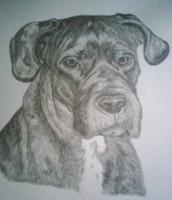 Killian - Pencil Drawings - By Sarah Ebner, Animals Drawing Artist