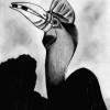 Bird - Pencil Drawings - By Jen M, Drawing Drawing Artist