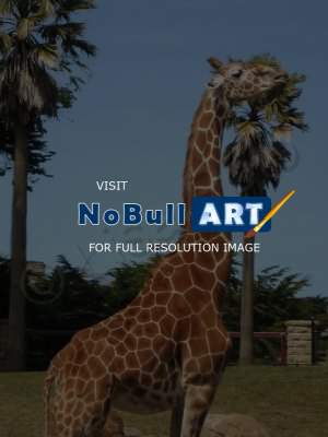 Animals - Giraffe - Digital