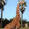 Giraffe - Digital Photography - By Lisa Polo, Animals Photography Artist