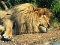 Nap Time - Digital Photography - By Lisa Polo, Animals Photography Artist