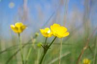 Irish Summer - Digital Photography - By Martin Hill, Allerlei Photography Artist