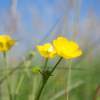 Irish Summer - Digital Photography - By Martin Hill, Allerlei Photography Artist
