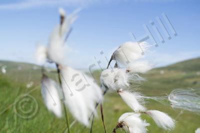 Photos - Irish Summer Brise - Digital