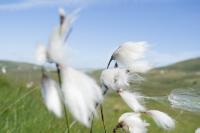 Irish Summer Brise - Digital Photography - By Martin Hill, Allerlei Photography Artist