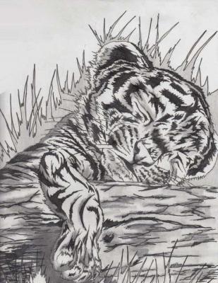 Pencil Drawings - Cute Baby Tiger - Pencil  Paper