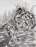 Cute Baby Tiger - Pencil  Paper Drawings - By Daniel Lamb, Illustration Drawing Artist