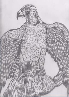 Pencil Drawings - Falcon Pencils - Pencil  Paper