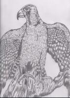 Falcon Pencils - Pencil  Paper Drawings - By Daniel Lamb, Illustration Drawing Artist