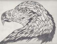 Bald Eagle Profile - Pencil  Paper Drawings - By Daniel Lamb, Illustration Drawing Artist