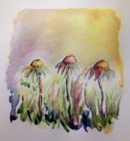 Watercolors - Cone Flowers 1 - Watercolor