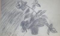 Rose - Charcoal Drawings - By Claudia Soeiro, Draw Drawing Artist